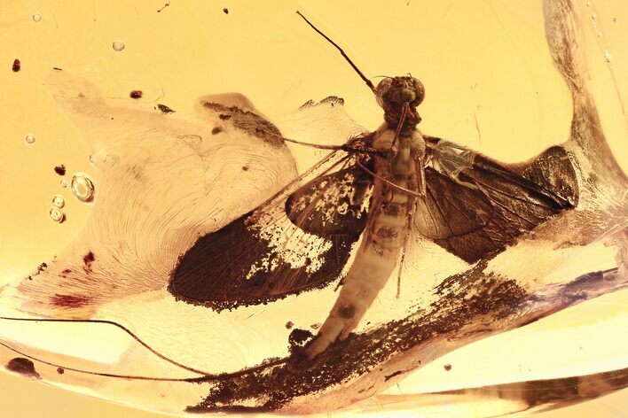 Superb Fossil Mayfly (Ephemeroptera) In Baltic Amber #275359